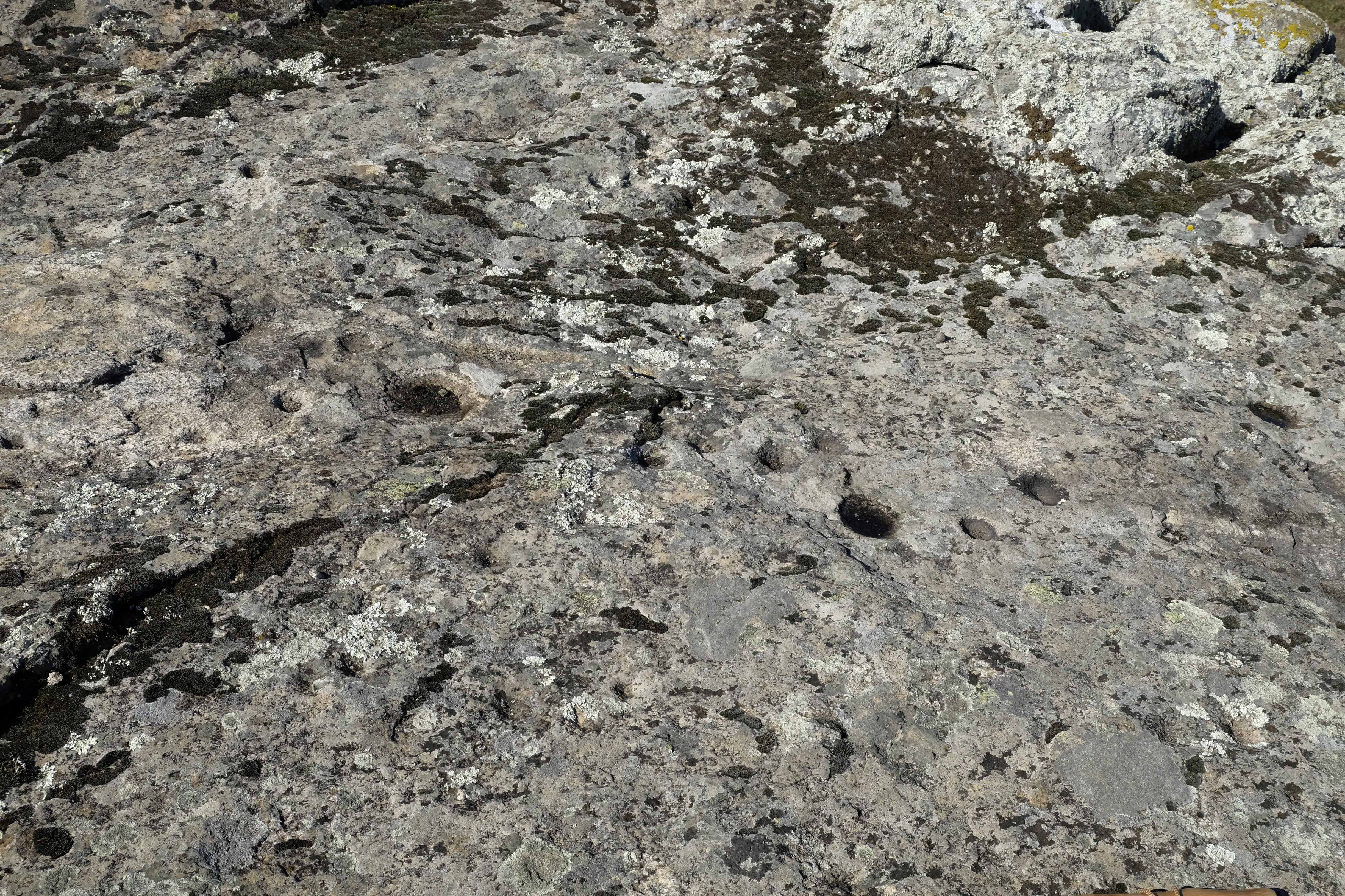 CAZOLETAS DEHESA PASARON (2)