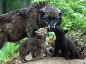 Lobos Cachorros_800