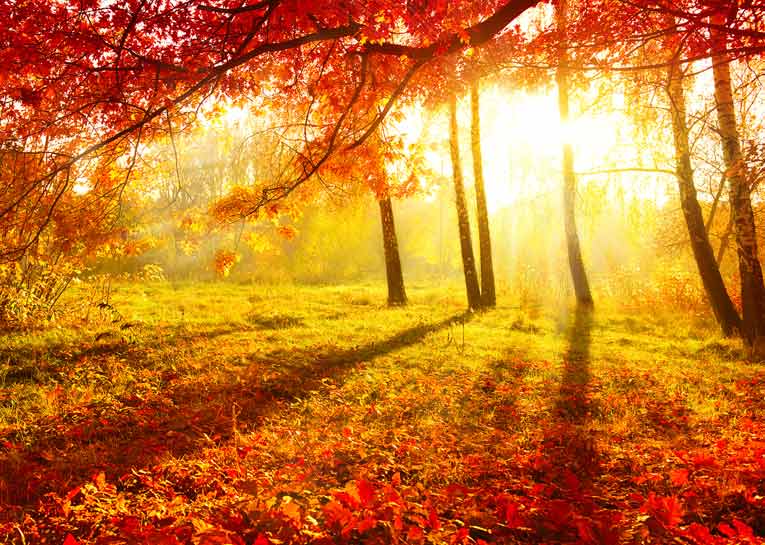 shutterstock_116597029