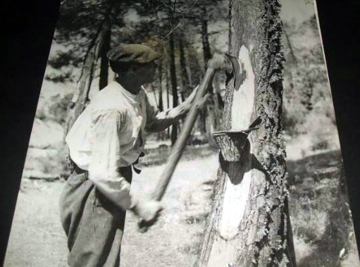 CANCIÓN DE LOS VIEJOS Y NUEVOS RESINEROS SEGOVIANOS