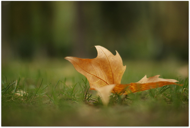 OTOÑANDO EN EL CAMPO • UN REPASO POR LA HISTORIA DEL PULMÓN DE LA CIUDAD A TRAVÉS DE SUS FUENTES
