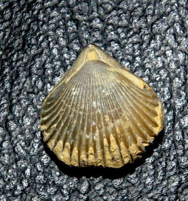 LAS COMIDAS DEL JURÁSICO