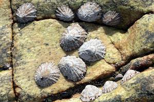 LLÁMPARES DEL PEDRERU