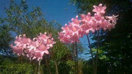 ENTRE EL SUELO Y EL CIELO