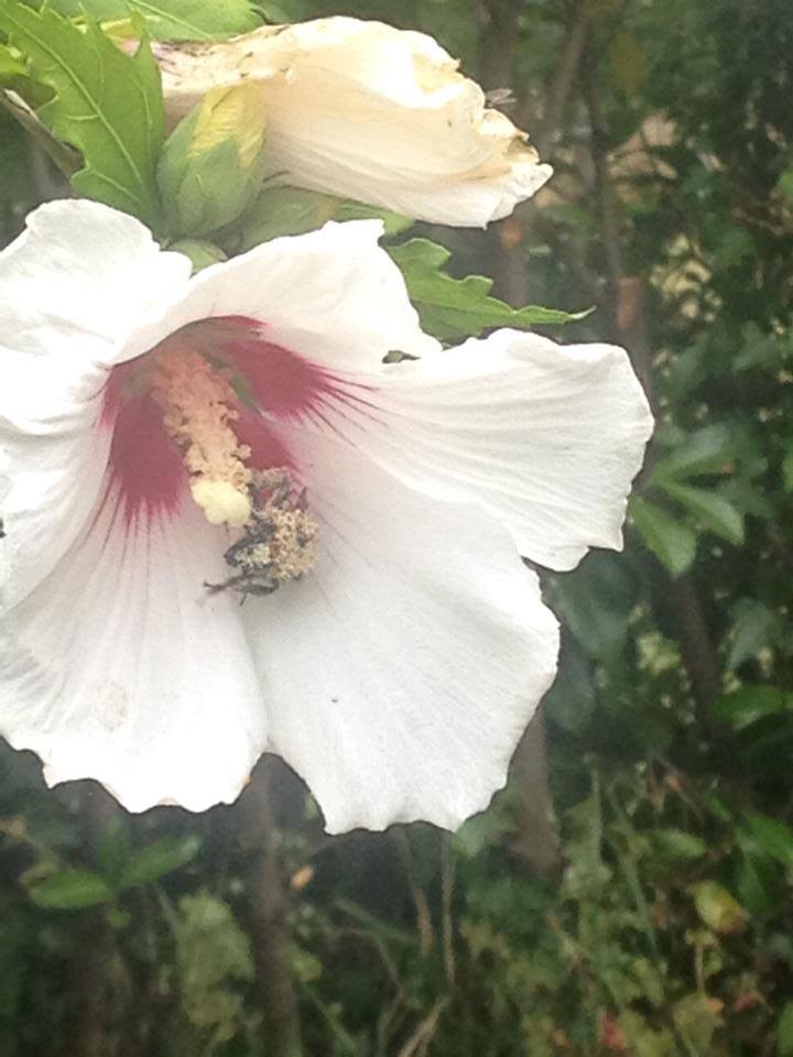 EL ABEJORRO Y LA FLOR