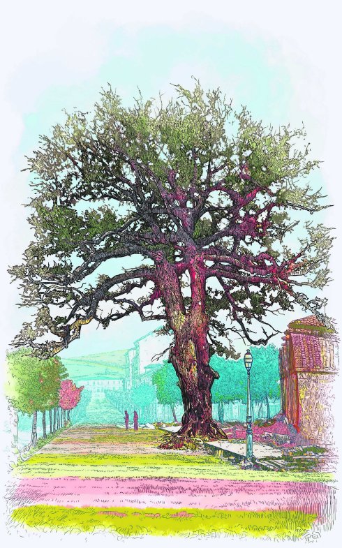 135 AÑOS SIN EL CARBAYÓN • EL ROBLE CENTENARIO, SÍMBOLO DE OVIEDO, FUE DERRIBADO NO SIN BASTANTE POLÉMICA TRAS LA CONSTRUCCIÓN DEL ENSANCHE DE LA CIUDAD