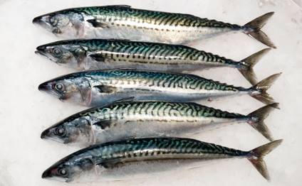 HOY, EMPANADA DE XARDA