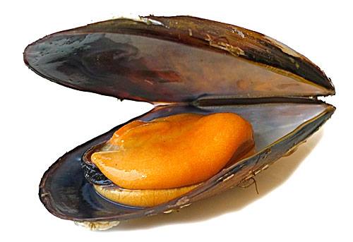 POTIQUET DE MEJILLONES