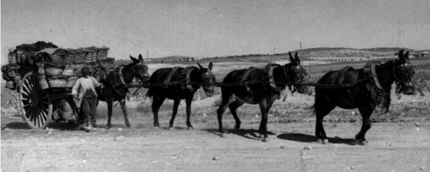 ROBO DE MULAS Y BURROS (27 DE SEPTIEMBRE DE 1708)
