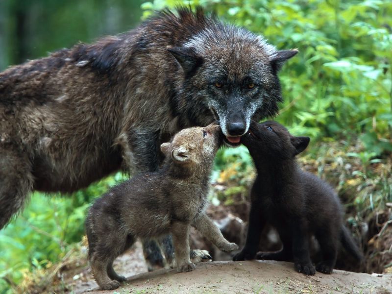 LOBOS Y RAPOSOS EN LA SIERRA DE VERDELENA