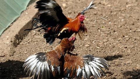 LAS ANTIGUAS PELEAS DE GALLOS EN LA COMARCA