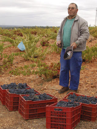 LA TIERRA Y EL HOMBRE • LA RAYA TODAVÍA CONSERVA VIÑEDOS QUE DAN A LA ZONA UN IMPORTANTE POTENCIAL