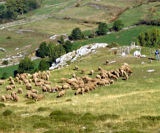 EL CAMPO, AYER Y HOY • LA GANADERÍA EXTENSIVA, UN BUEN SISTEMA PARA EL CONTROL DE LOS MONTES PARA EVITAR INCENDIOS