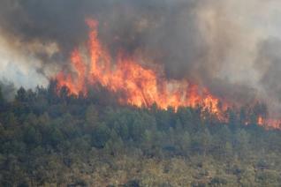 ARDE LA RAYA • EL BOSQUE EXIGE UN MÍNIMO DE CUIDADOS QUE NO PUEDEN PRESTARSE DESDE LOS DESPACHOS