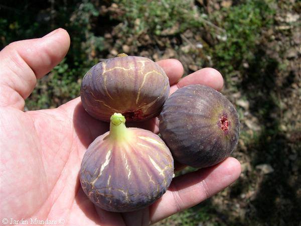 LES XATAÍNES DE LA FIGAR