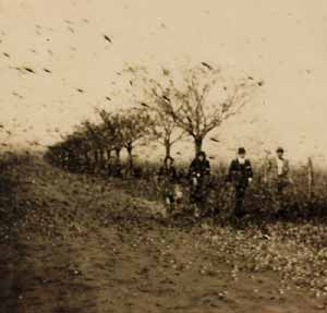 LAS PLAGAS DE LANGOSTA EN ULEA (XVII y XVIII)