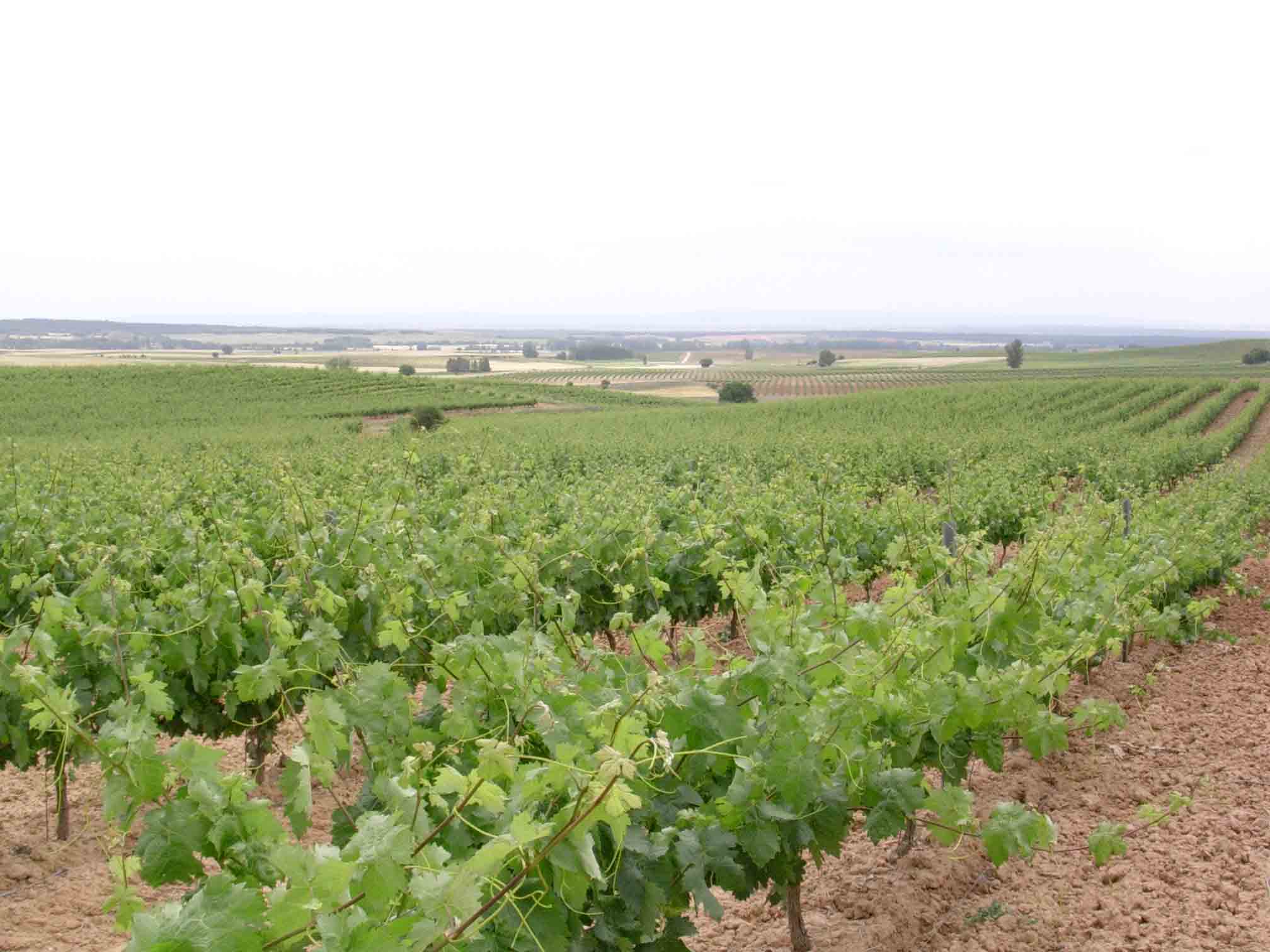 LOS VIÑEDOS