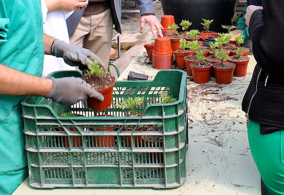 DOS MIEMBROS DE APROMPSI REALIZAN PRÁCTICAS EN EL ÁREA DE JARDINERÍA DEL AYUNTAMIENTO