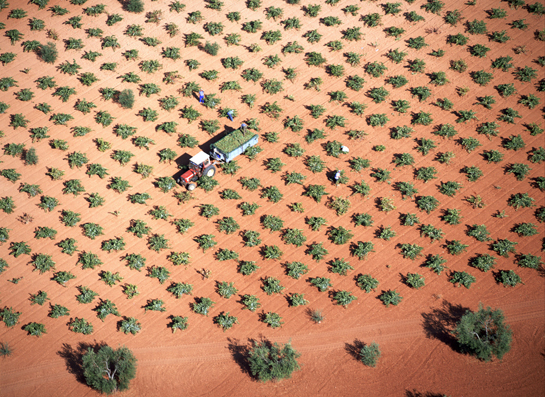 EXPOSICIÓN PAISAJES DE TIERRA DE BARROS: OLIVAR Y VIÑEDO EN EL MUESO DEL VINO. Y ACTOS DEL V MAYO ENOLÓGICO.