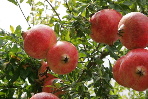GRANADAS DE MONTERRUBIO DE LA SERENA