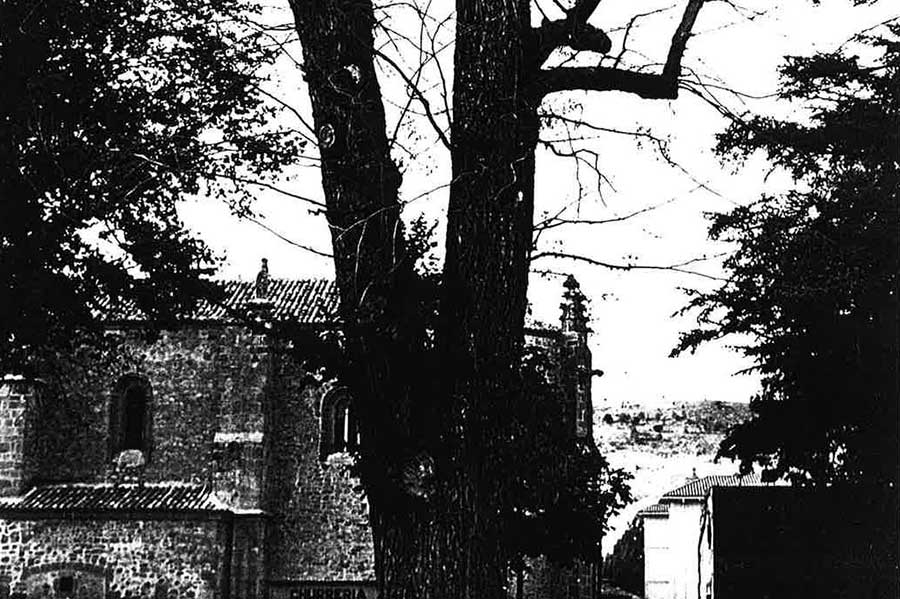 SIGÜENZA (GUADALAJARA) SE UNE AL PROYECTO ‘UN OLMO, MIL HISTORIAS’