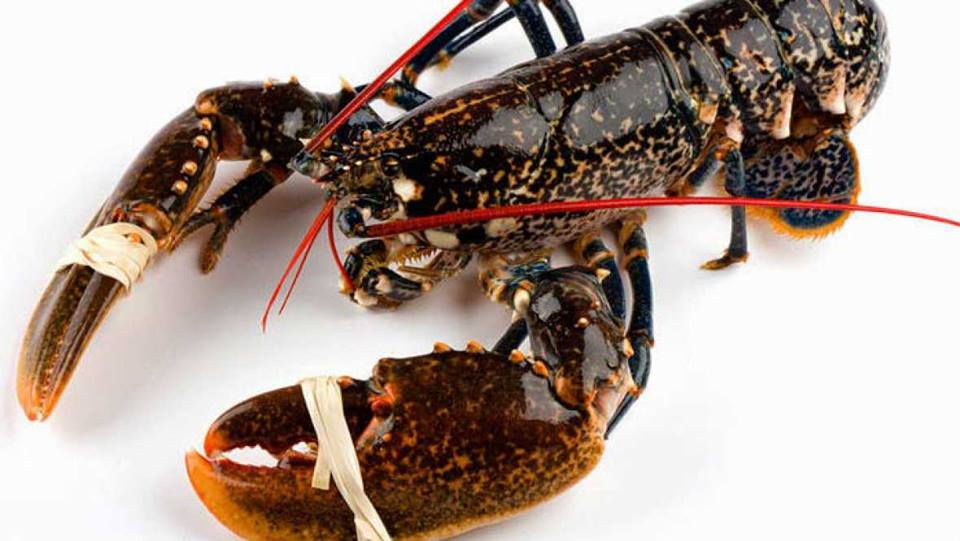 FABES CON BUGRE EN SALSA ARMORICANA («AMERICANA»)