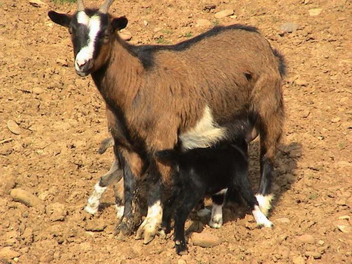 TODO UN RECORD. UNA CABRA ALUMBRÓ EN 1988 15 CRÍAS EN CUATRO PARTOS