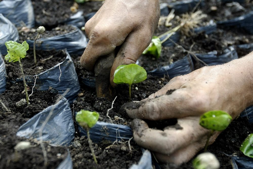 LA PALMA QUIERE PROMOVER EL CULTIVO DEL CAFÉ EN LA ISLA