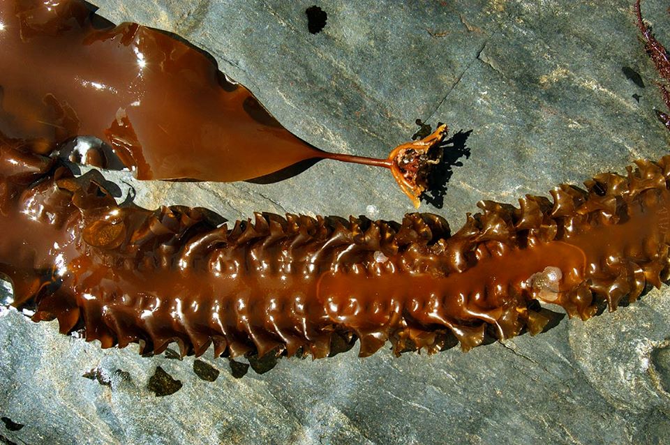 ¡ALGUES DE LLASTRES, MANÍN!