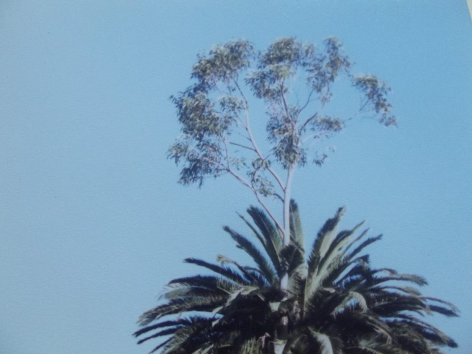 LA PALMERA Y EL EUCALIPTO, UN EJEMPLO DE CONVIVENCIA.