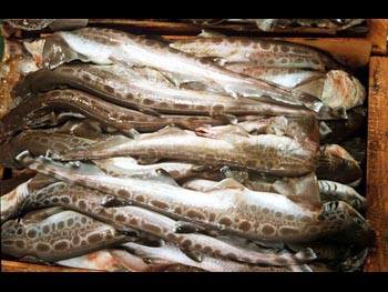 GOLAYOS FRESCOS Y CECIALES