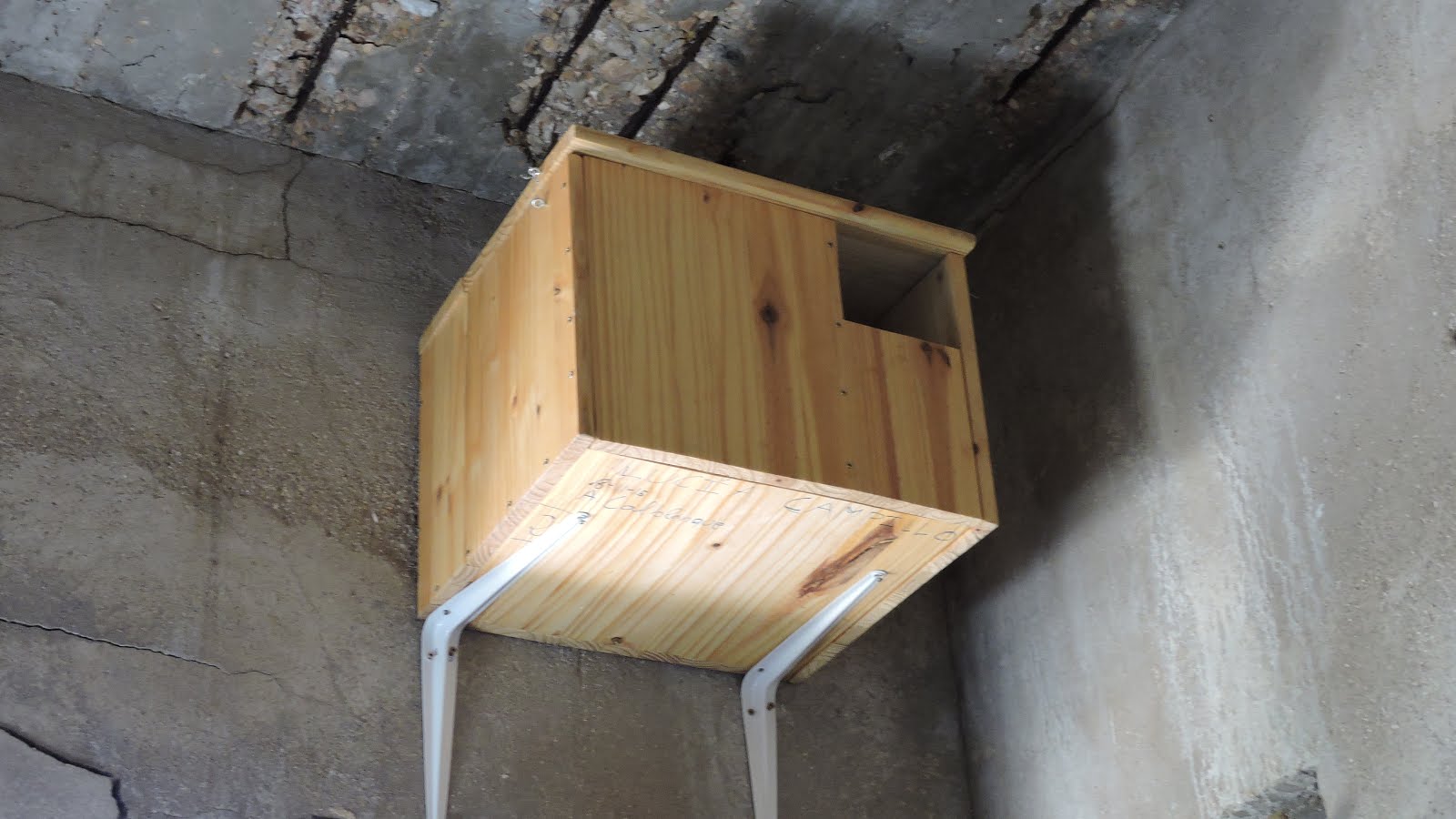 LA LECHUZA DECLARADA AVE DEL AÑO