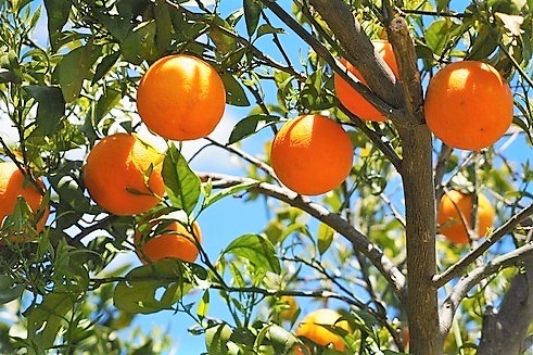 EL RELLENO DE LOS ESPACIOS DONDE HUBO NARANJOS RESUCITA LA POLÉMICA DE LAS TALAS