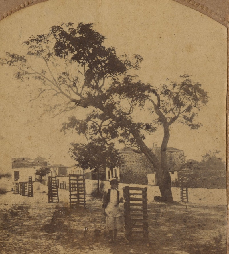 ASÍ NOMBRARON LOS LAURELES ARIDANENSES EN 1863 (CANARIAS)