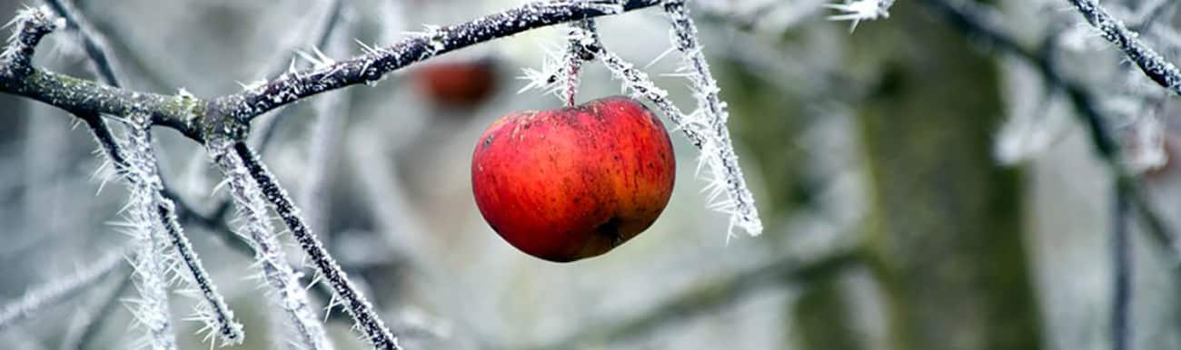SIDRA DE HIELO