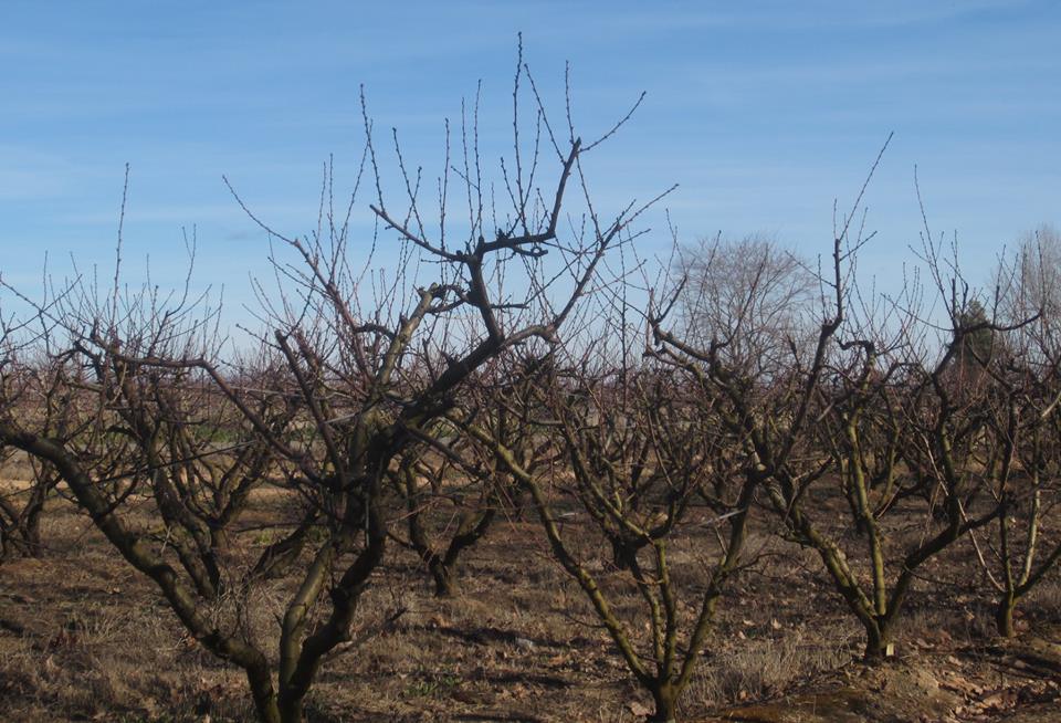 POR LOS ANDAMIOS DE LAS FLORES