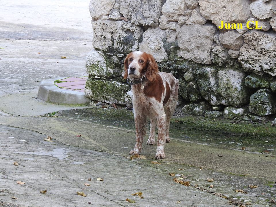 SALUDO FUENTEPIÑELANO 1823