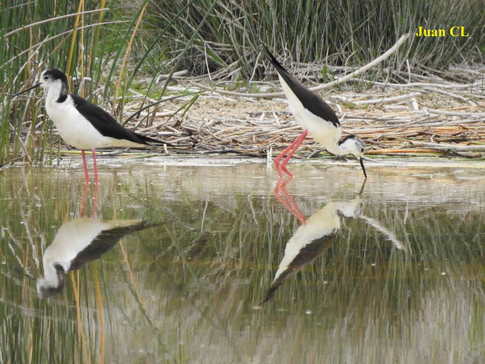 SALUDO FUENTEPIÑELANO 1829