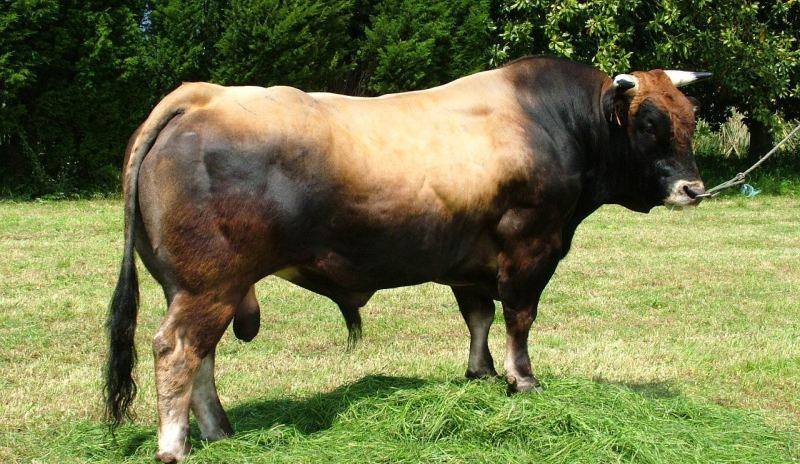 LAS APARENTES GUARRADAS DE COCINA