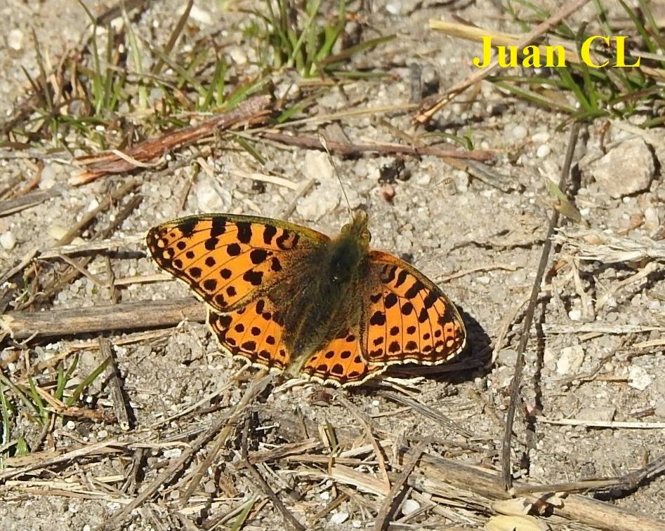 SALUDO FUENTEPIÑELANO 1842