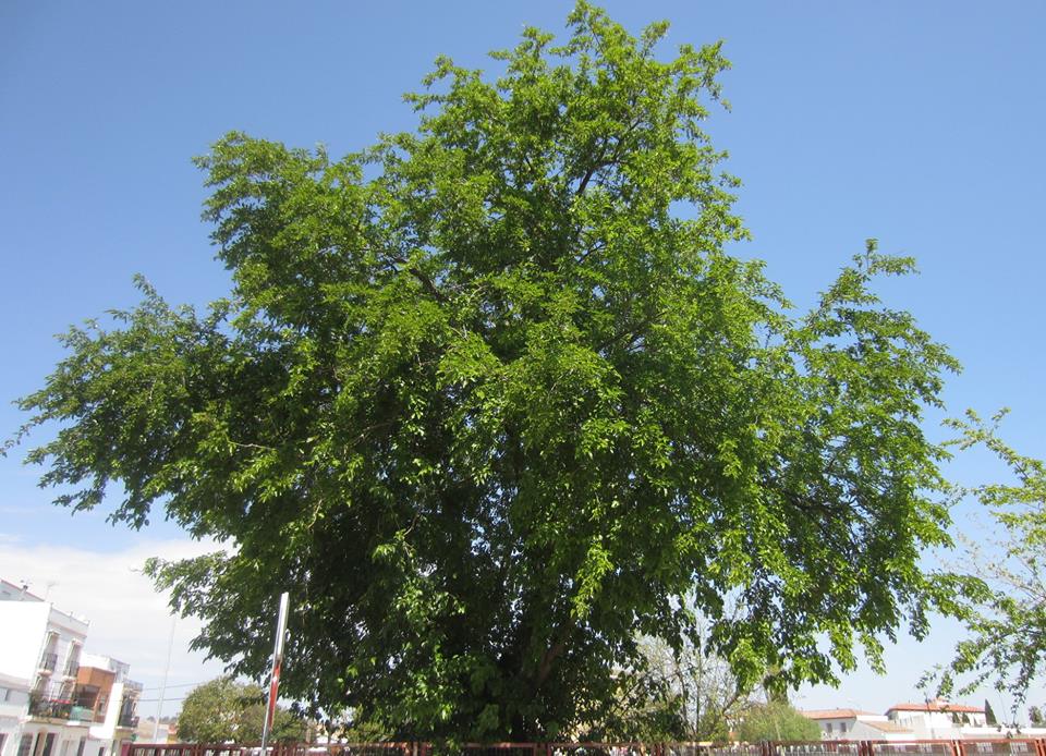LAS HOJAS VERDES DE LAS MORERAS, ALIMENTO BÁSICO DE LOS GUSANOS DE SEDA