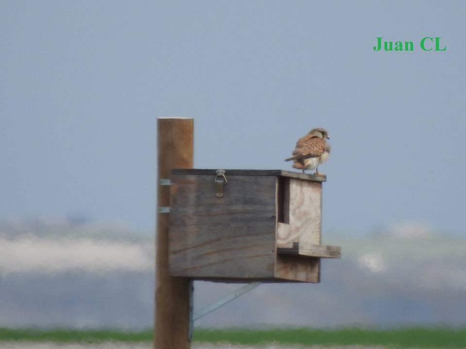 SALUDO FUENTEPIÑELANO-TERRÁQUEO 1882