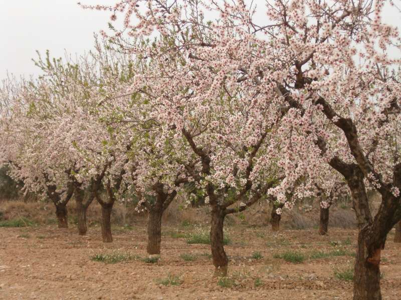 EL CRONISTA JOSÉ SALVADOR MURGUI SORIANO, Y COLUMNISTA DEL PERIÓDICO DE AQUÍ, PARTICIPA EN V CONGRESO INTERNACIONAL UNIVERSITARIO DE HISTORIA COMARCAL «COMARCAS Y SUS SÍMBOLOS» ORGANIZADO POR LA UNIVERSIDAD CATÓLICA