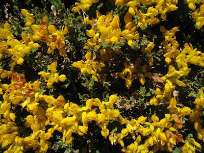 CRUCES DE MAYO Y FLORES DE CARQUEXA