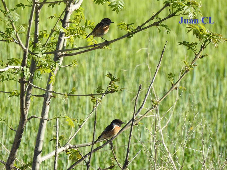SALUDO FUENTEPIÑELANO 1916