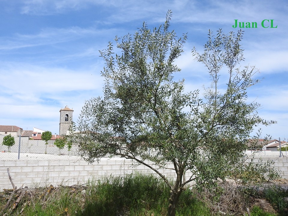 SALUDO FUENTEPIÑELANO 1917