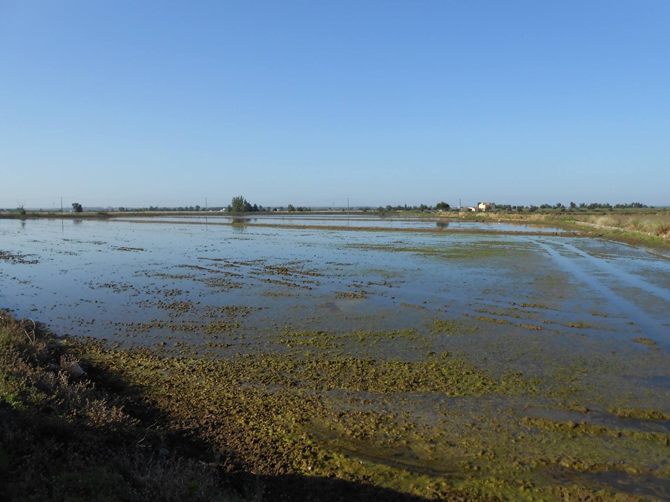 SIGUE HABLANDO LA LUZ DEL CAMPO