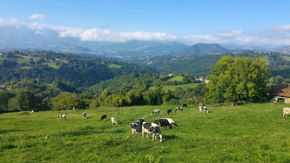 PAISAJES Y TAPICES VEGETALES DE ASTURIAS • EN NUESTRAS MANOS ESTÁ MANTENERLOS O SENTENCIARLOS A SU DESAPARICIÓN