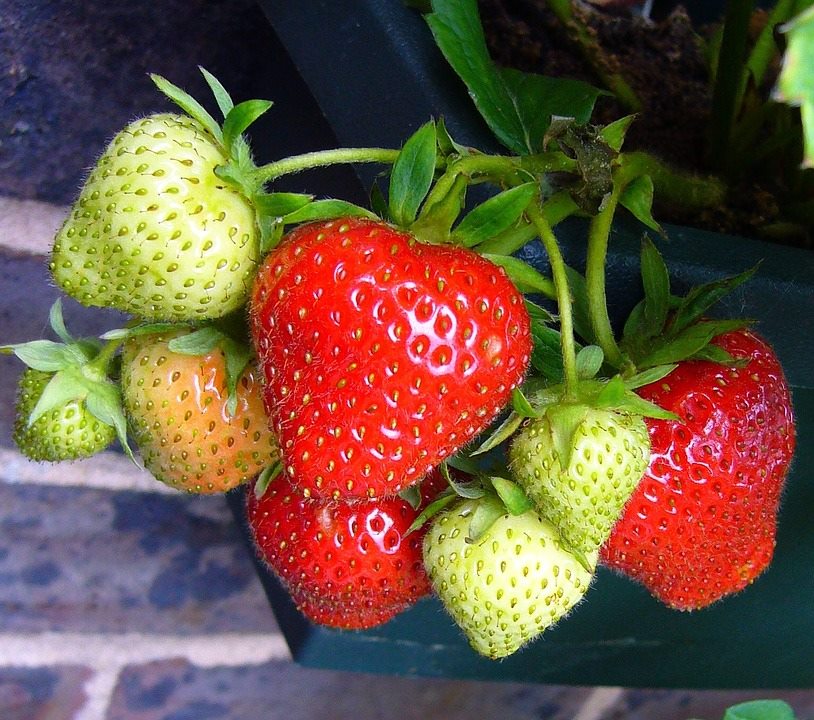 SAN ANTONIO DE PADUA Y EN CANDAMO, FRESAS