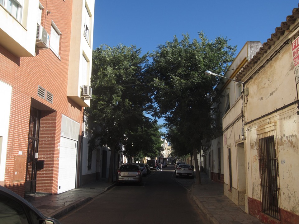EN LA CALLE CARRERAS LOS ÁRBOLES OXIGENAN LA VIDA